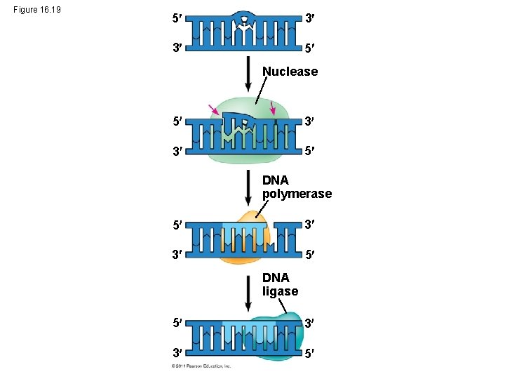 Figure 16. 19 5 3 3 5 Nuclease 5 3 3 5 DNA polymerase
