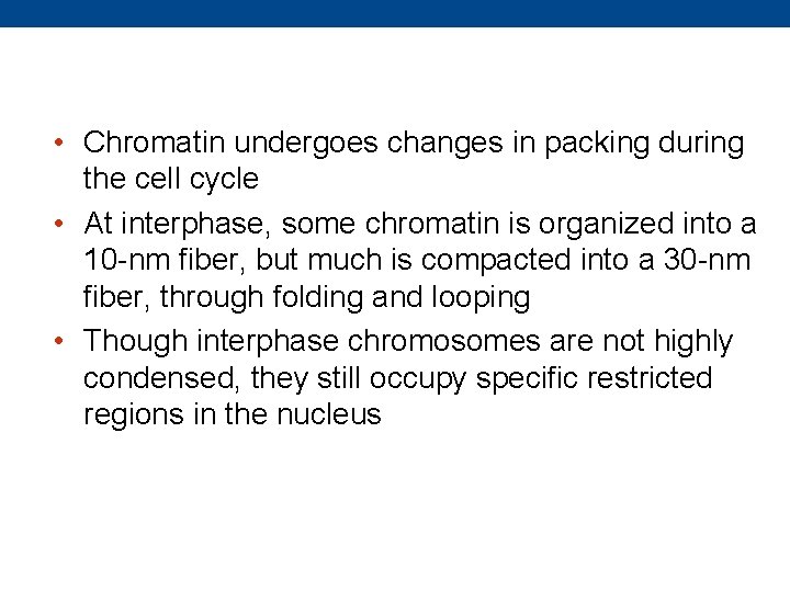  • Chromatin undergoes changes in packing during the cell cycle • At interphase,