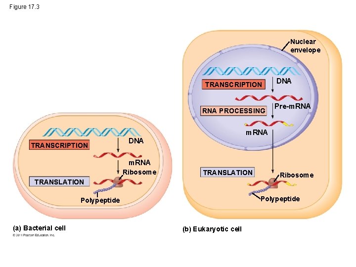 Figure 17. 3 Nuclear envelope TRANSCRIPTION RNA PROCESSING DNA Pre-m. RNA TRANSCRIPTION DNA m.