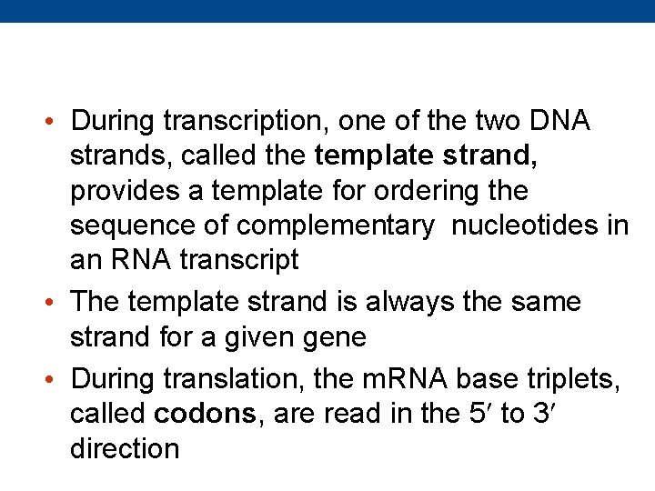  • During transcription, one of the two DNA strands, called the template strand,