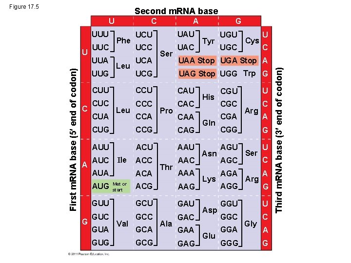 Figure 17. 5 Second m. RNA base UUU First m. RNA base (5 end