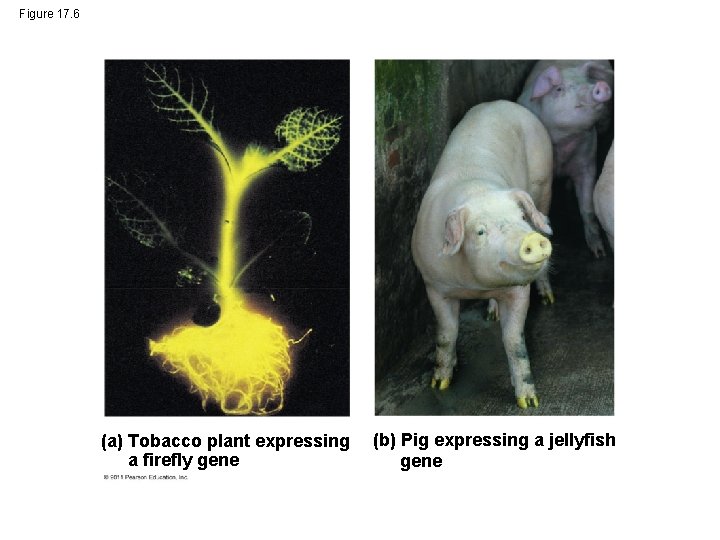 Figure 17. 6 (a) Tobacco plant expressing a firefly gene (b) Pig expressing a