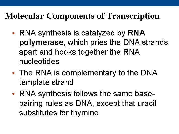 Molecular Components of Transcription • RNA synthesis is catalyzed by RNA polymerase, which pries