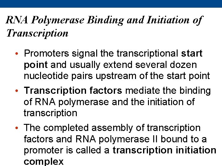 RNA Polymerase Binding and Initiation of Transcription • Promoters signal the transcriptional start point