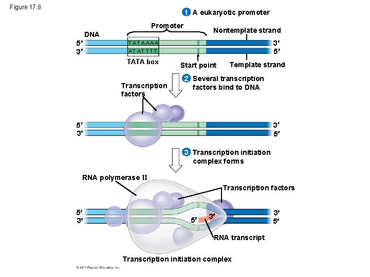 Figure 17. 8 1 A eukaryotic promoter Promoter Nontemplate strand DNA 5 3 3