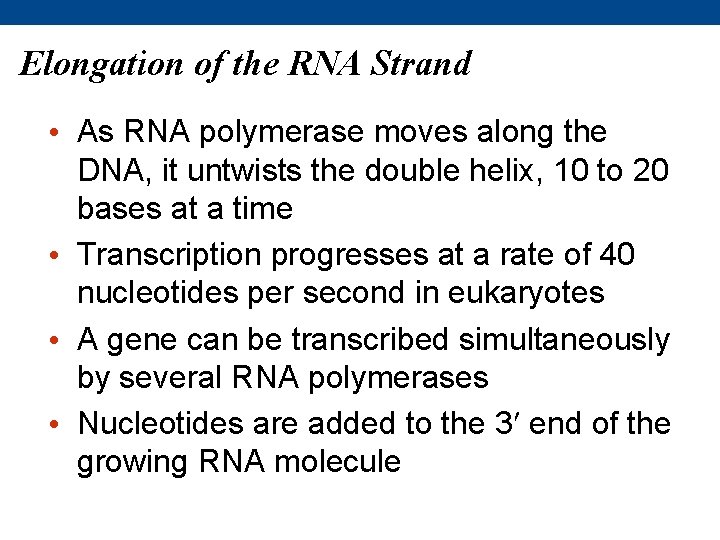 Elongation of the RNA Strand • As RNA polymerase moves along the DNA, it