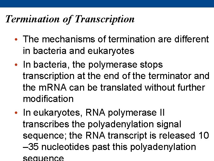Termination of Transcription • The mechanisms of termination are different in bacteria and eukaryotes