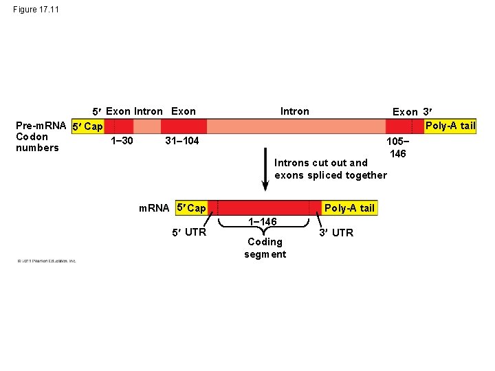 Figure 17. 11 5 Exon Intron Exon Pre-m. RNA 5 Cap Codon 1 30