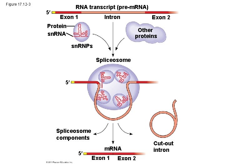 Figure 17. 12 -3 5 RNA transcript (pre-m. RNA) Exon 1 Intron Protein sn.