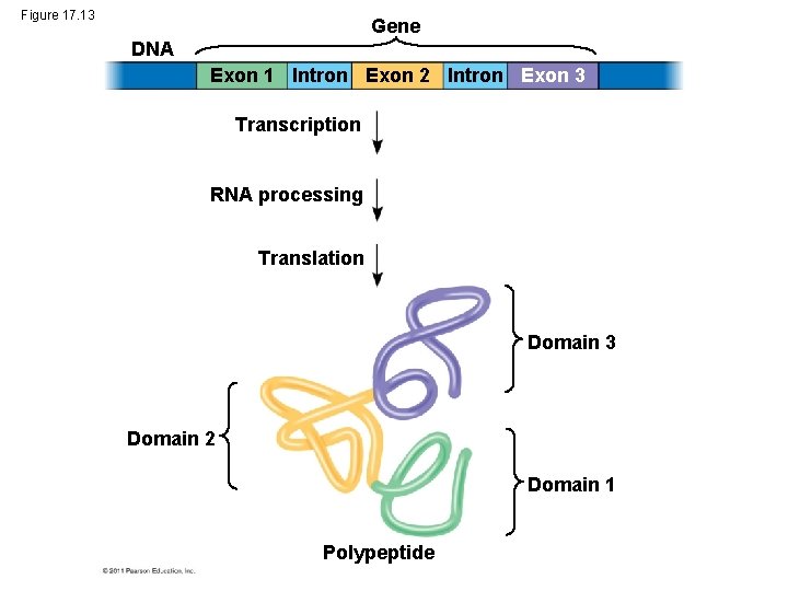 Figure 17. 13 Gene DNA Exon 1 Intron Exon 2 Intron Exon 3 Transcription