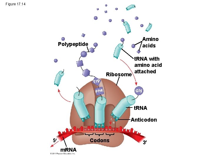 Figure 17. 14 Amino acids Polypeptide Ribosome t. RNA with amino acid attached Trp