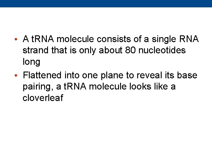  • A t. RNA molecule consists of a single RNA strand that is
