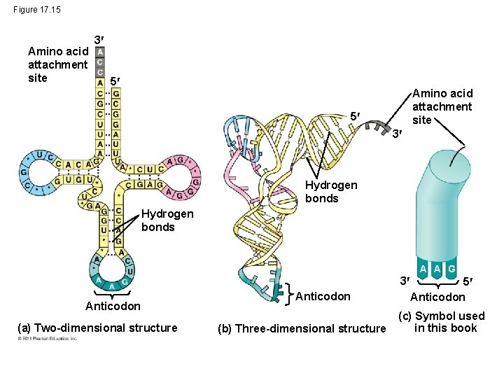 Figure 17. 15 Amino acid attachment site 3 5 Amino acid attachment site 5
