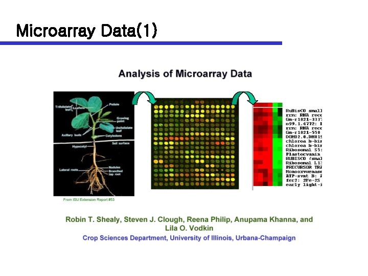 Microarray Data(1) 