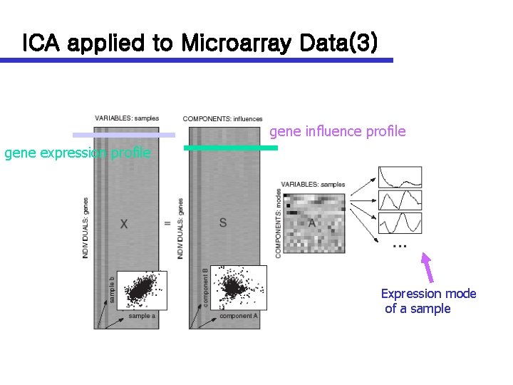 ICA applied to Microarray Data(3) gene influence profile gene expression profile Expression mode of