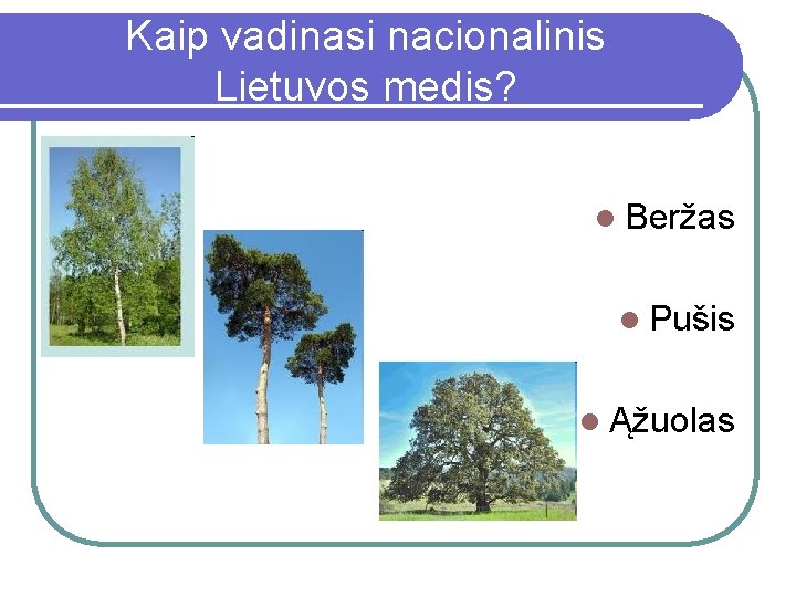 Kaip vadinasi nacionalinis Lietuvos medis? l Beržas l Pušis l Ąžuolas 