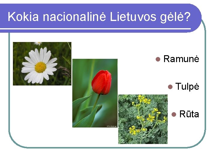 Kokia nacionalinė Lietuvos gėlė? l Ramunė l Tulpė l Rūta 