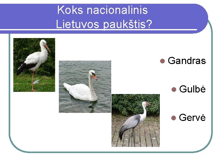 Koks nacionalinis Lietuvos paukštis? l Gandras l Gulbė l Gervė 