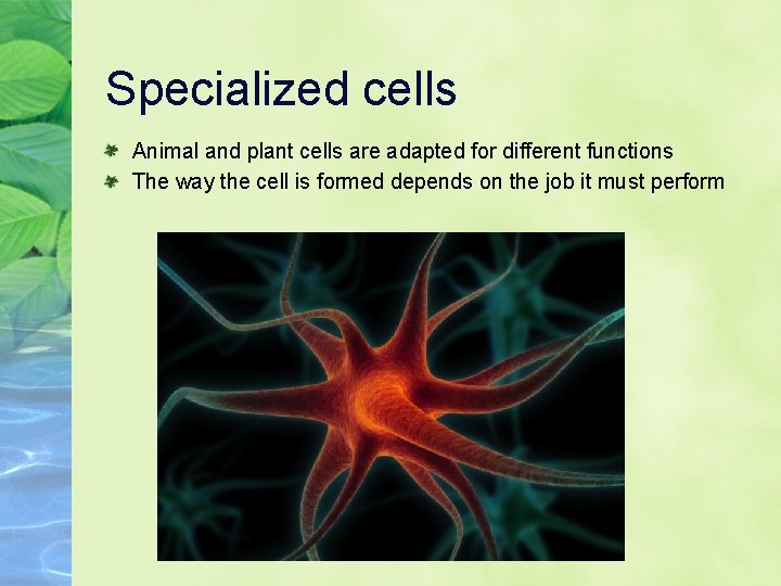 Specialized cells Animal and plant cells are adapted for different functions The way the