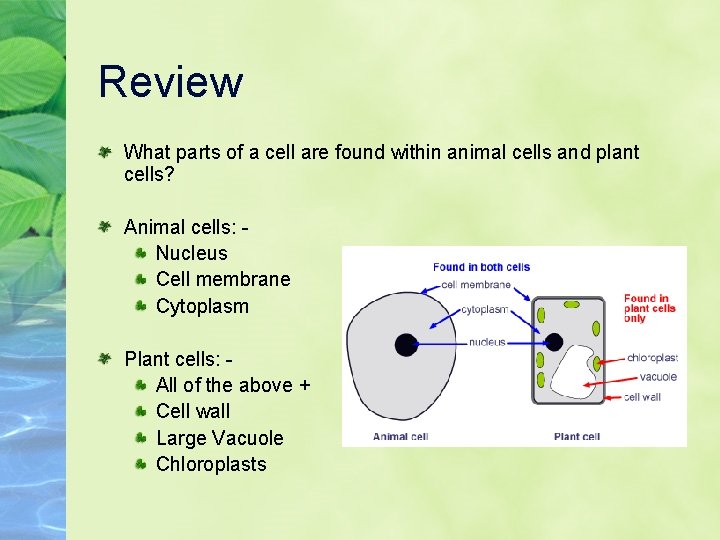 Review What parts of a cell are found within animal cells and plant cells?