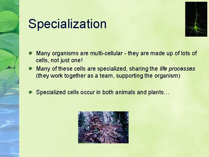 Specialization Many organisms are multi-cellular - they are made up of lots of cells,