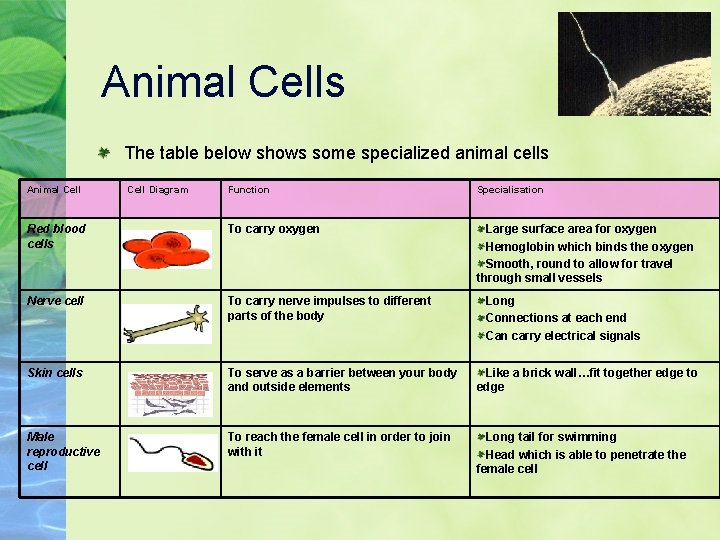 Animal Cells The table below shows some specialized animal cells Animal Cell Diagram Function