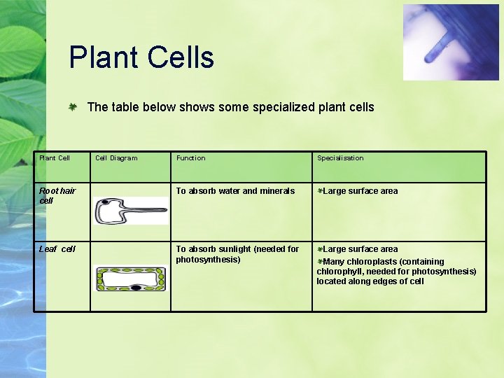 Plant Cells The table below shows some specialized plant cells Plant Cell Diagram Function