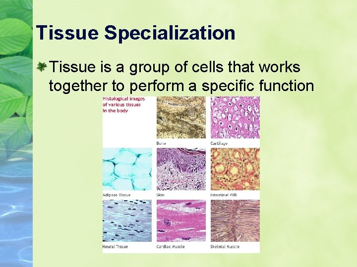 Tissue Specialization Tissue is a group of cells that works together to perform a