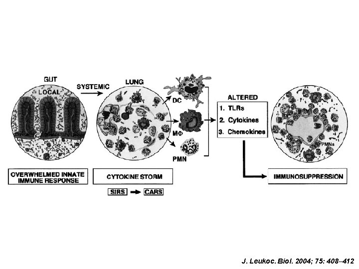 J. Leukoc. Biol. 2004; 75: 408– 412 