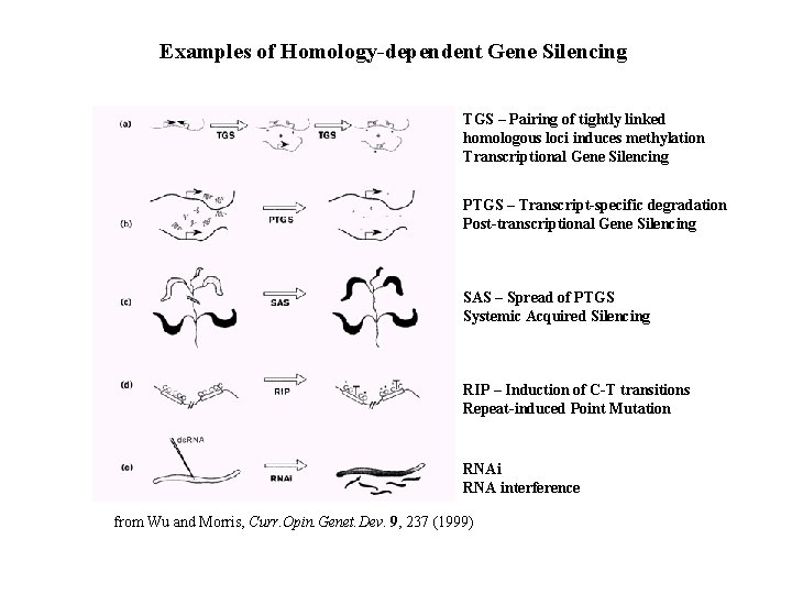 Examples of Homology-dependent Gene Silencing TGS – Pairing of tightly linked homologous loci induces