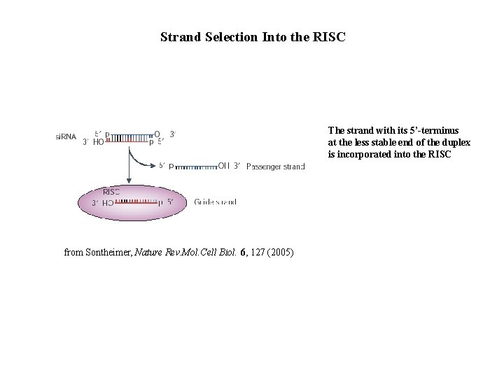 Strand Selection Into the RISC The strand with its 5’-terminus at the less stable