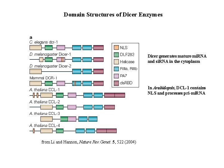 Domain Structures of Dicer Enzymes Dicer generates mature mi. RNA and si. RNA in
