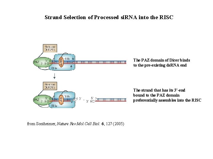 Strand Selection of Processed si. RNA into the RISC The PAZ domain of Dicer