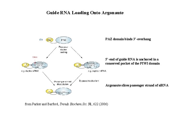 Guide RNA Loading Onto Argonaute PAZ domain binds 3’-overhang 5’-end of guide RNA is