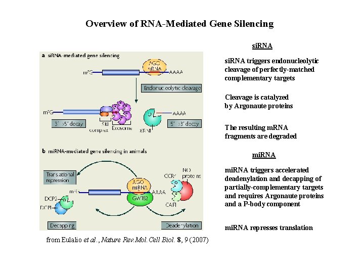 Overview of RNA-Mediated Gene Silencing si. RNA triggers endonucleolytic cleavage of perfectly-matched complementary targets
