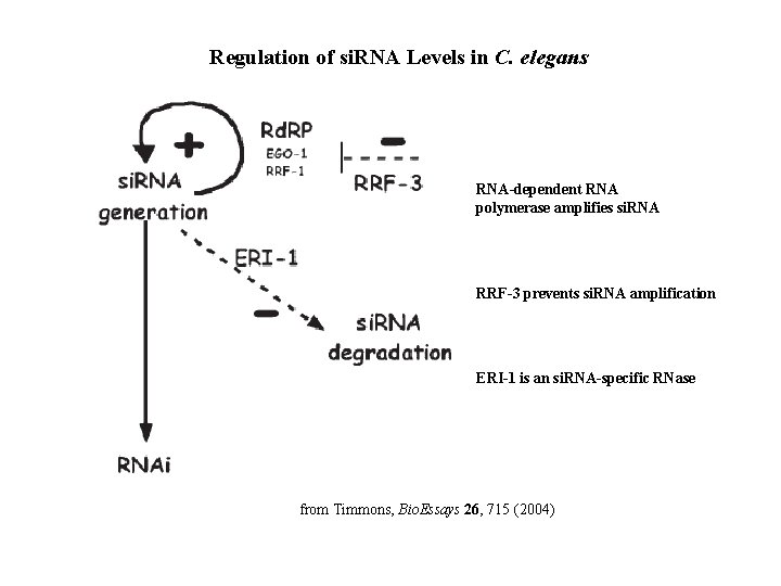 Regulation of si. RNA Levels in C. elegans RNA-dependent RNA polymerase amplifies si. RNA