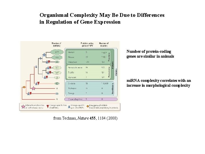 Organismal Complexity May Be Due to Differences in Regulation of Gene Expression Number of