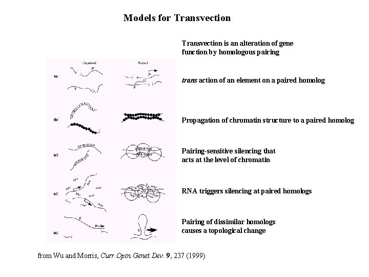 Models for Transvection is an alteration of gene function by homologous pairing trans action