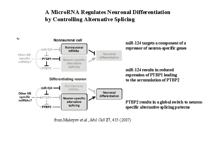 A Micro. RNA Regulates Neuronal Differentiation by Controlling Alternative Splicing mi. R-124 targets a