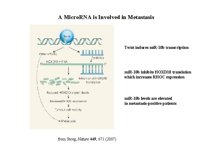 A Micro. RNA is Involved in Metastasis Twist induces mi. R-10 b transcription mi.