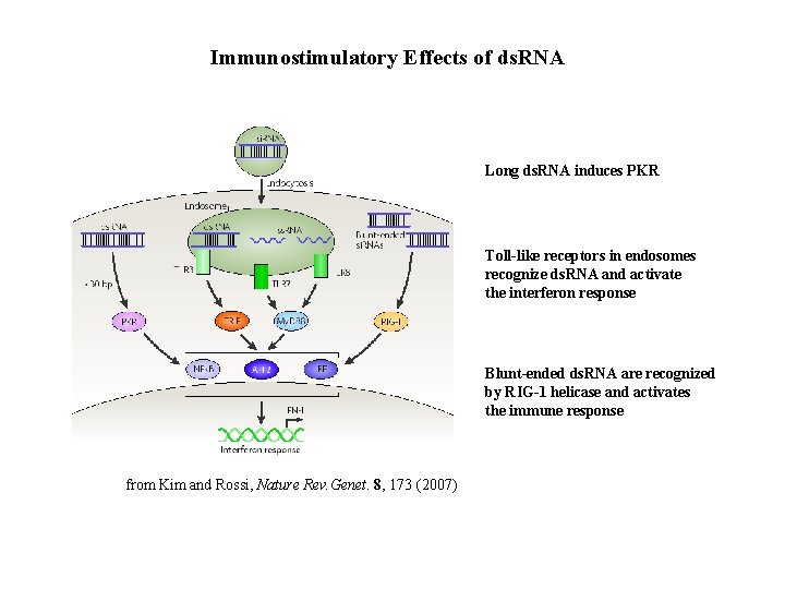 Immunostimulatory Effects of ds. RNA Long ds. RNA induces PKR Toll-like receptors in endosomes