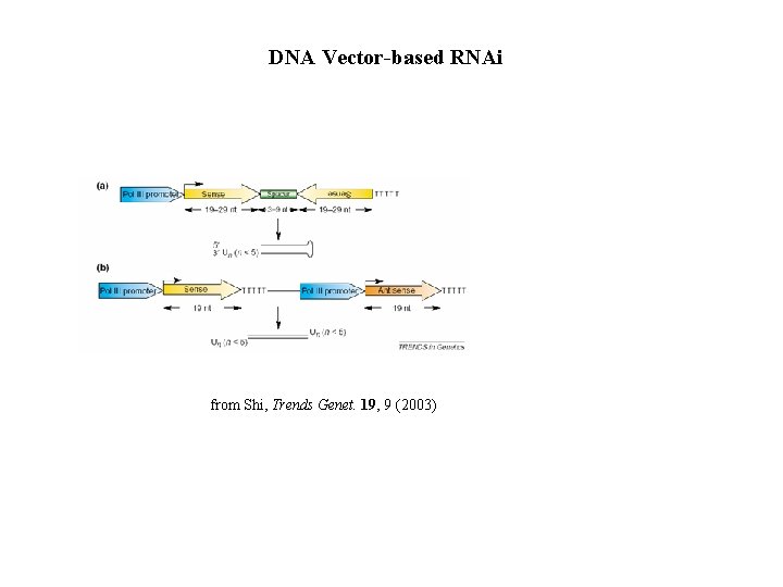 DNA Vector-based RNAi from Shi, Trends Genet. 19, 9 (2003) 