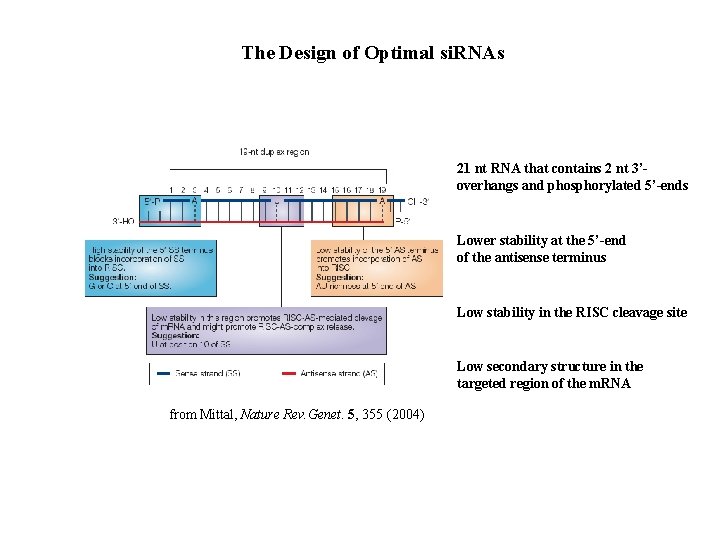 The Design of Optimal si. RNAs 21 nt RNA that contains 2 nt 3’overhangs