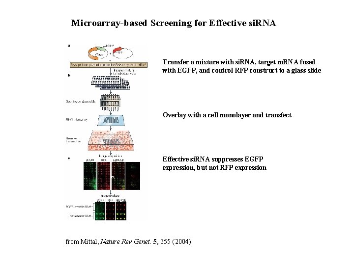 Microarray-based Screening for Effective si. RNA Transfer a mixture with si. RNA, target m.