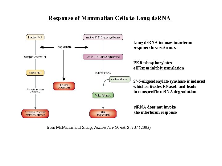 Response of Mammalian Cells to Long ds. RNA induces interferon response in vertebrates PKR