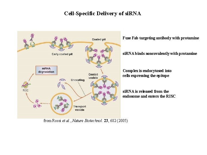 Cell-Specific Delivery of si. RNA Fuse Fab targeting antibody with protamine si. RNA binds