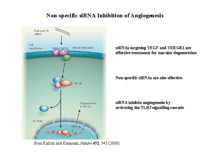 Non-specific si. RNA Inhibition of Angiogenesis si. RNAs targeting VEGF and VERGR 1 are