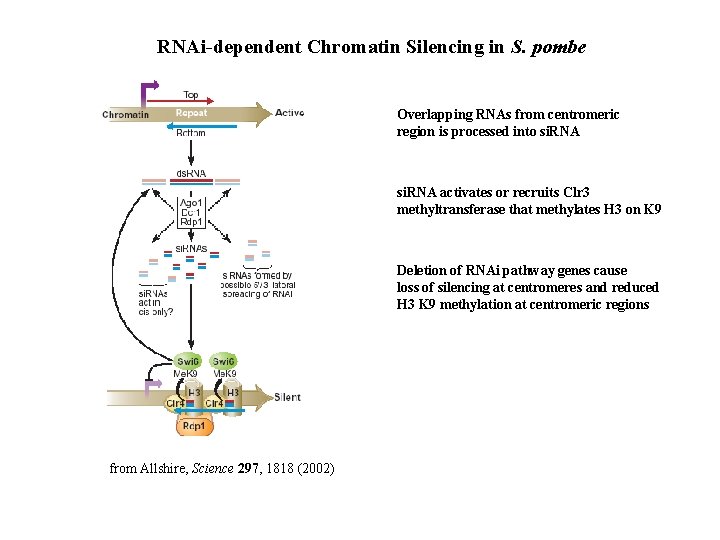 RNAi-dependent Chromatin Silencing in S. pombe Overlapping RNAs from centromeric region is processed into