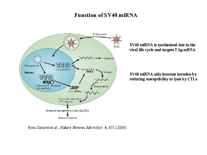 Function of SV 40 mi. RNA is synthesized late in the viral life cycle