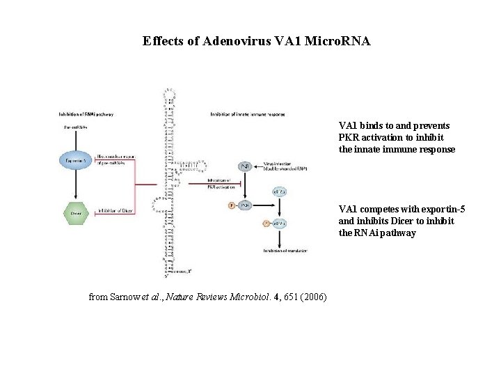 Effects of Adenovirus VA 1 Micro. RNA VA 1 binds to and prevents PKR